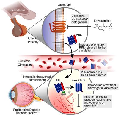 Prolactin and vasoinhibin are endogenous players in diabetic retinopathy revisited